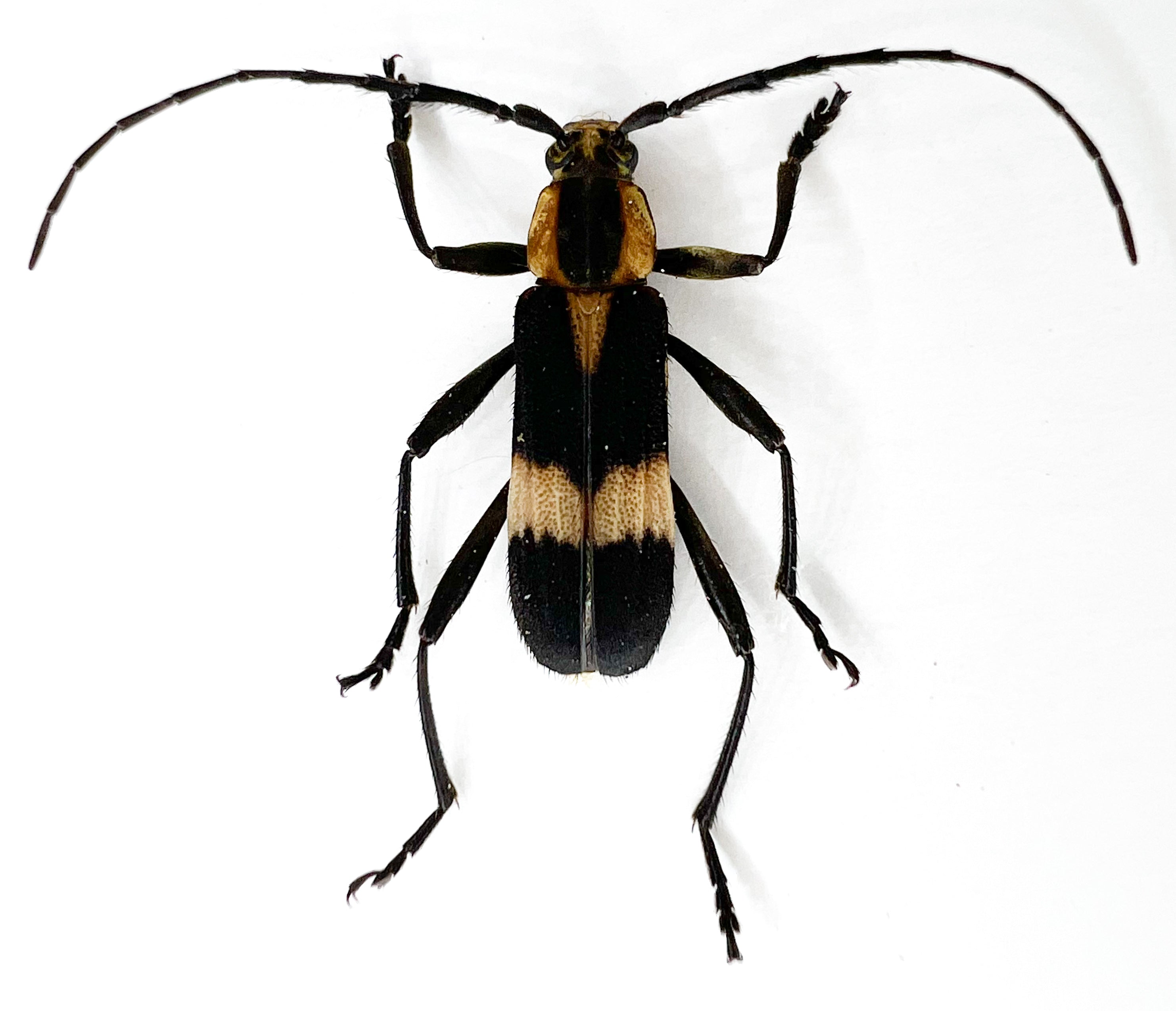 Mallosoma scutellare
