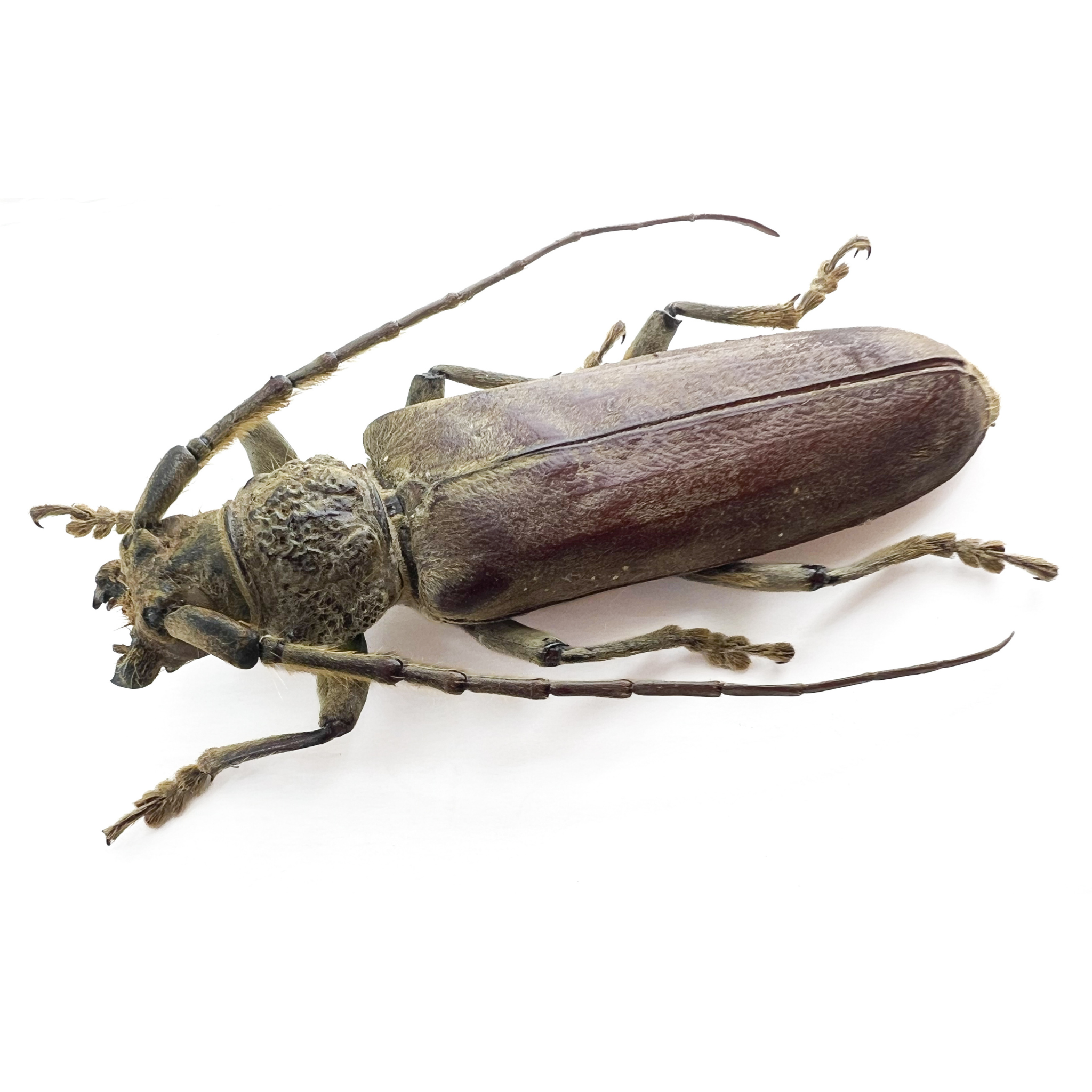 Criodion cinereum