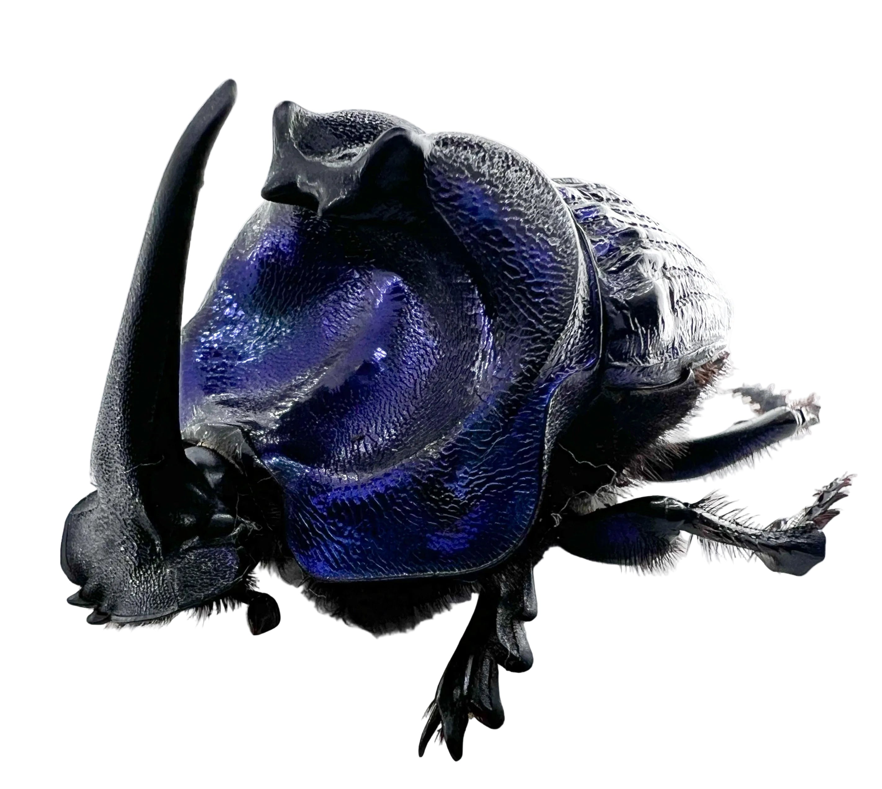 Coprophanaeus lancifer 50mm