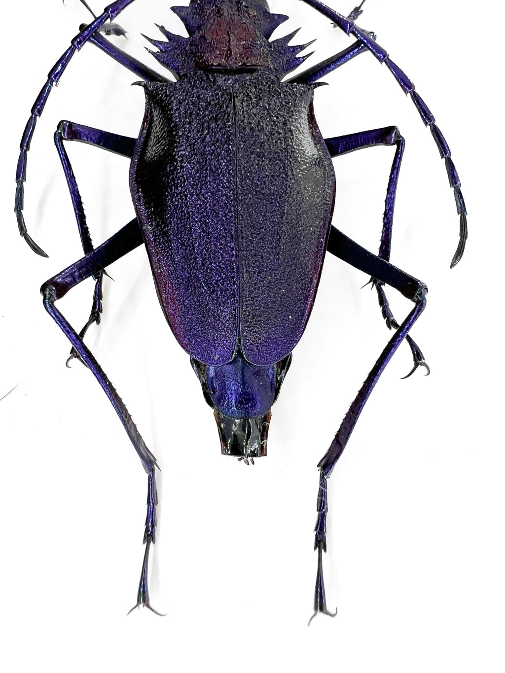 Psalidognathus superbus Purple form 55mm