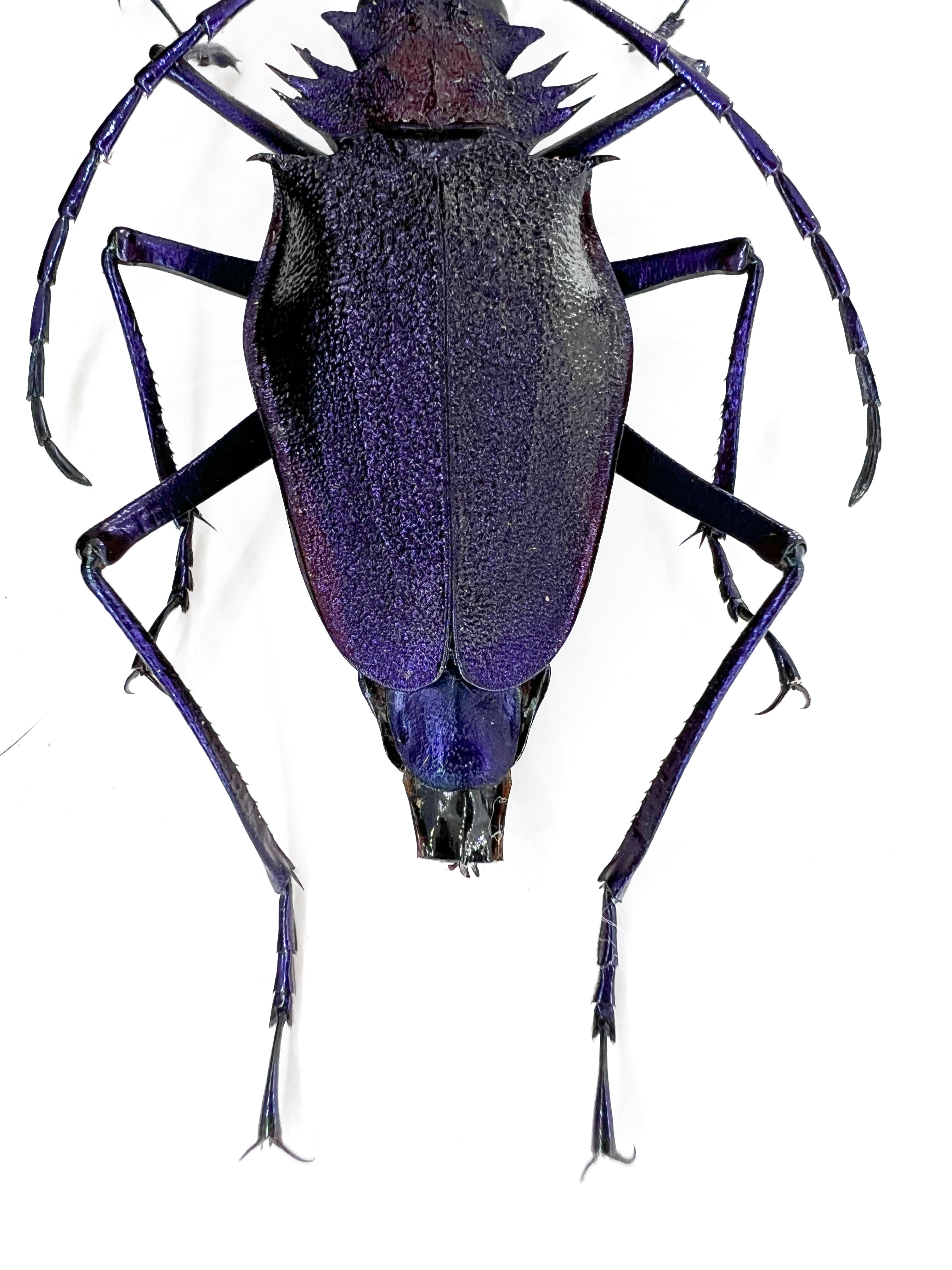 Psalidognathus superbus Purple form 55mm