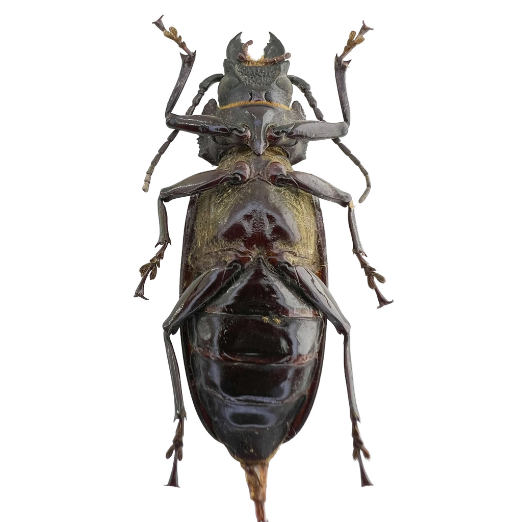 Mallodon spinibarbis female