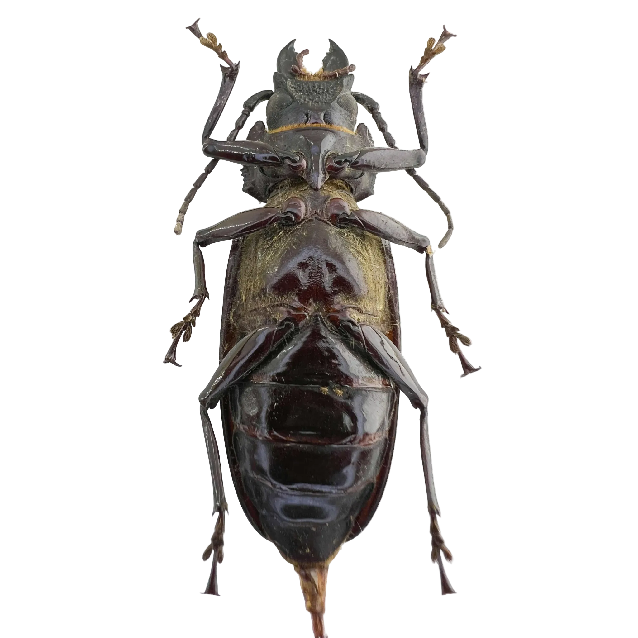 Mallodon spinibarbis female