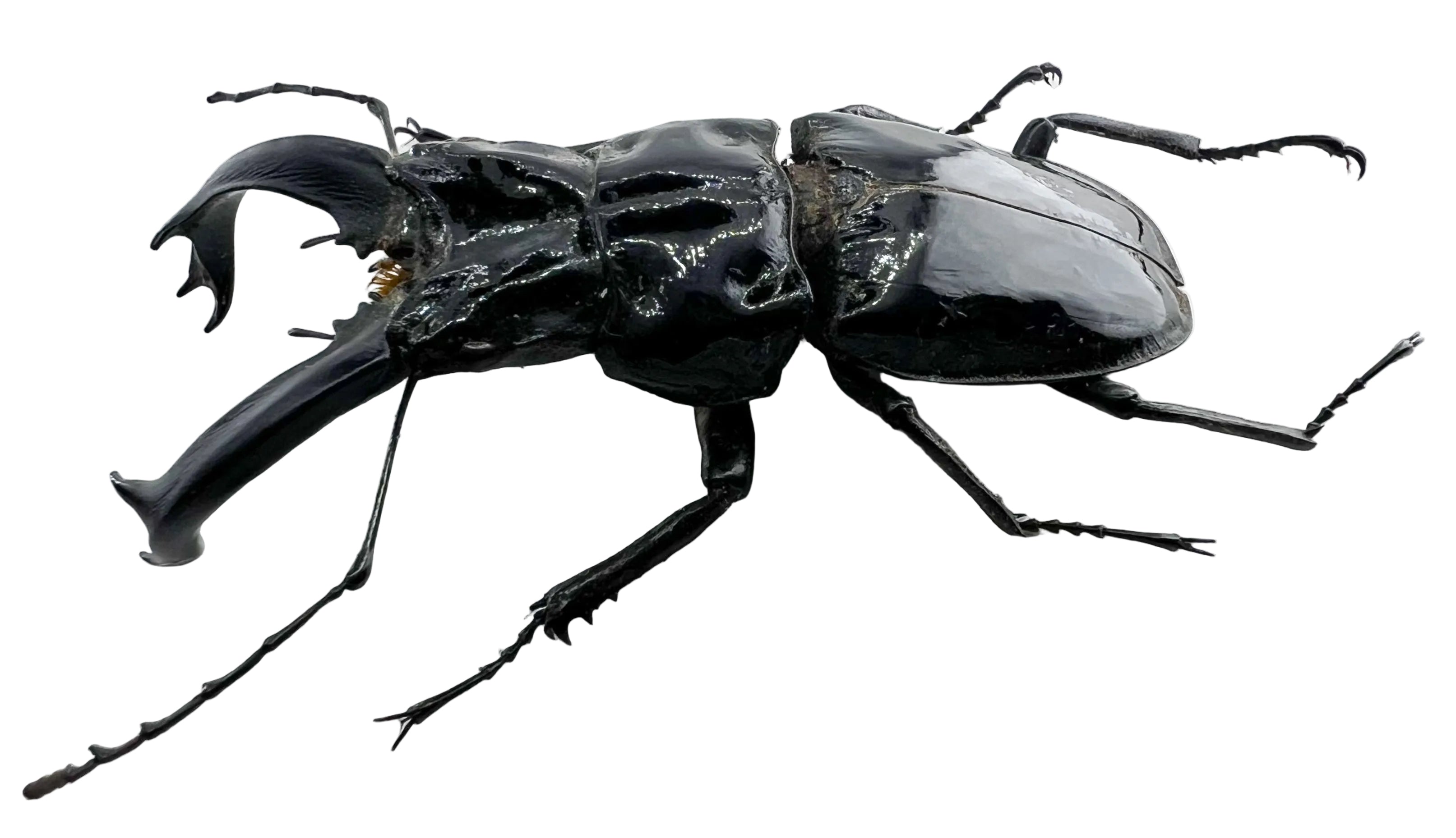 Cantharolethrus steinheili