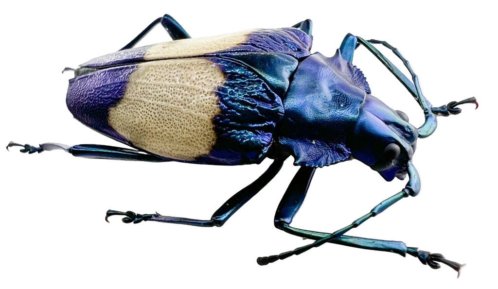 Charmallaspis pulcherrima
