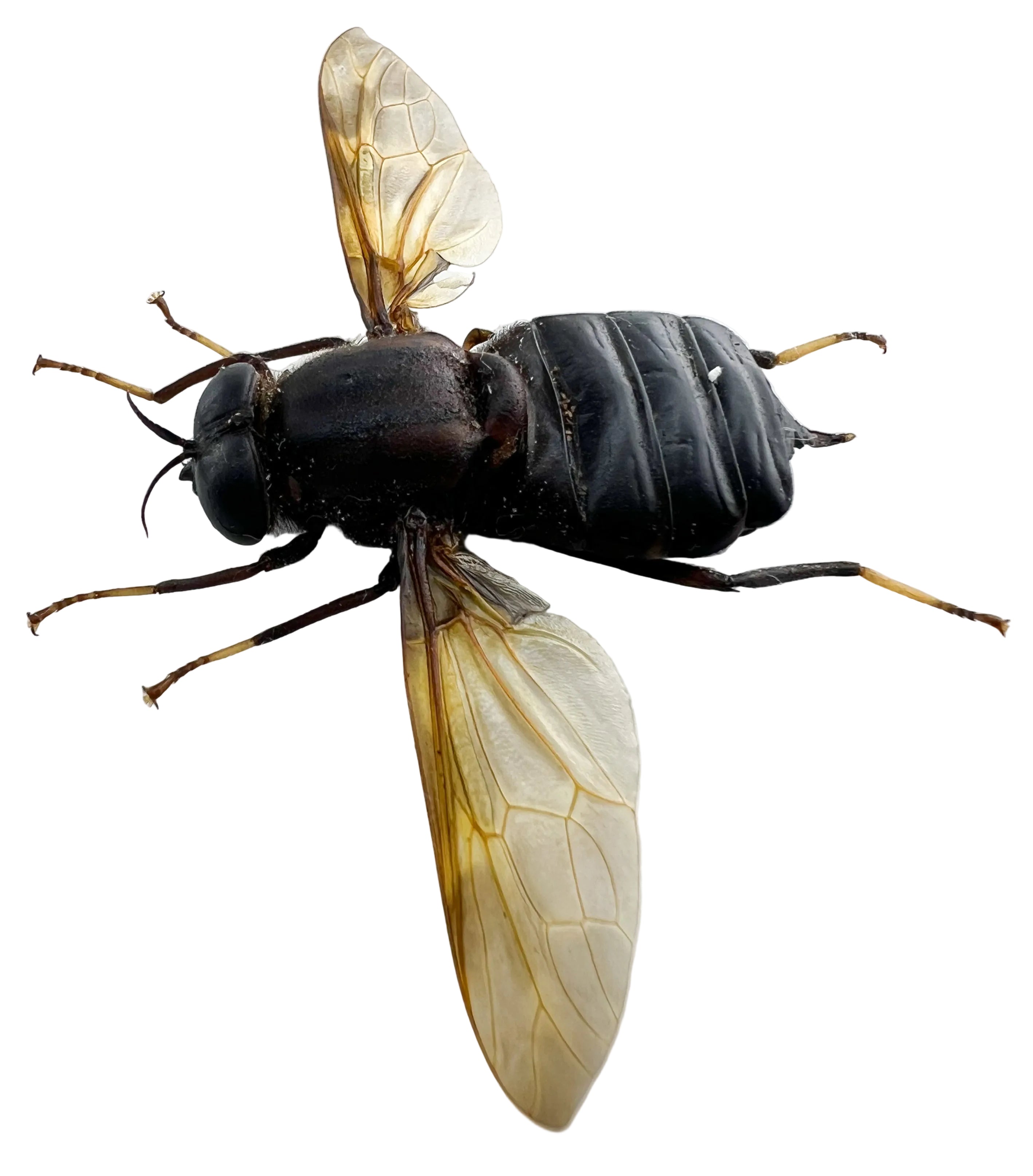 Horse-fly black body 72mm BIG!