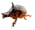 Athyreus bellator