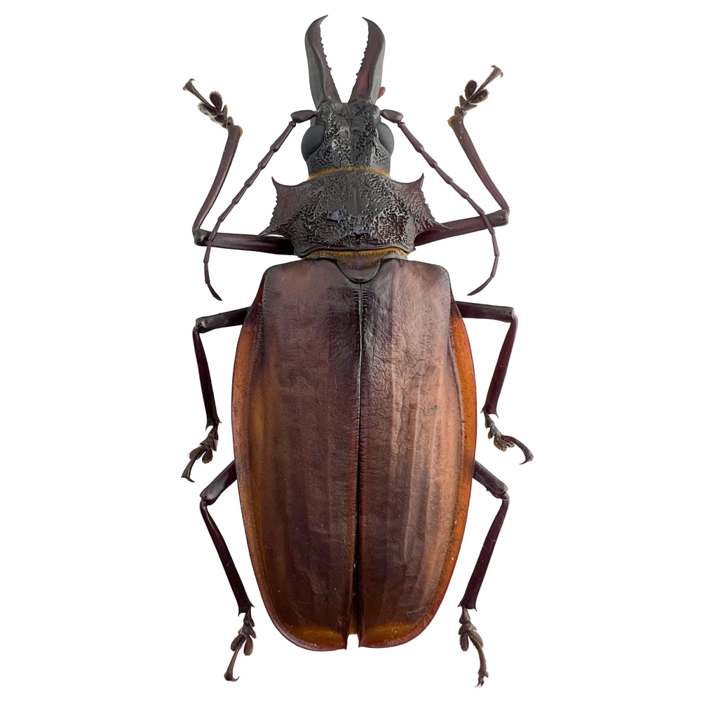 Macrodontia crenata female 80mm!!