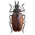 Macrodontia crenata female 80mm!!