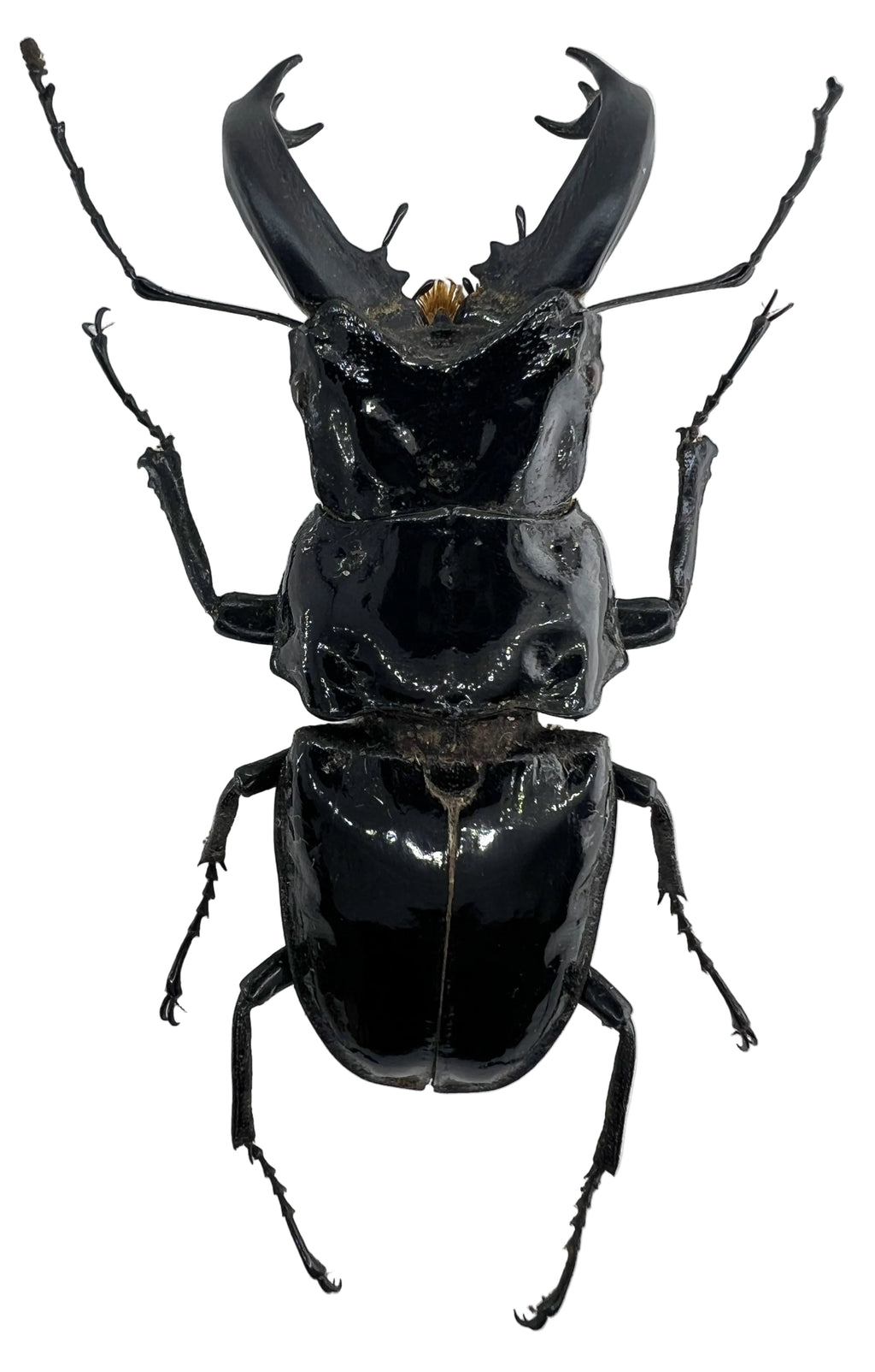 Cantharolethrus steinheili