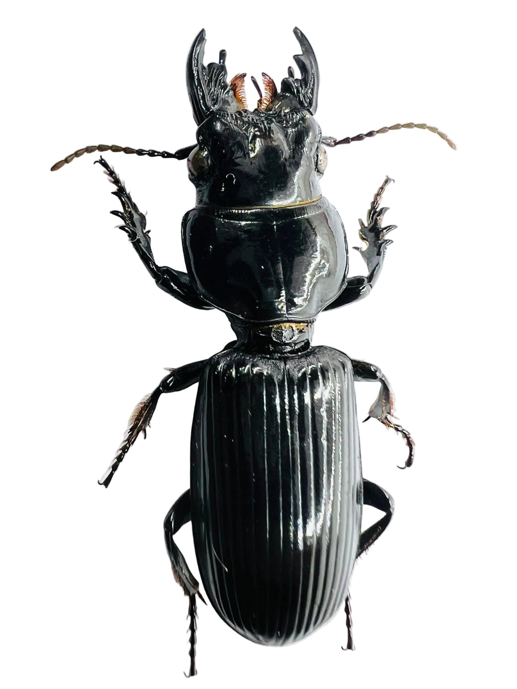 Scarites buparius