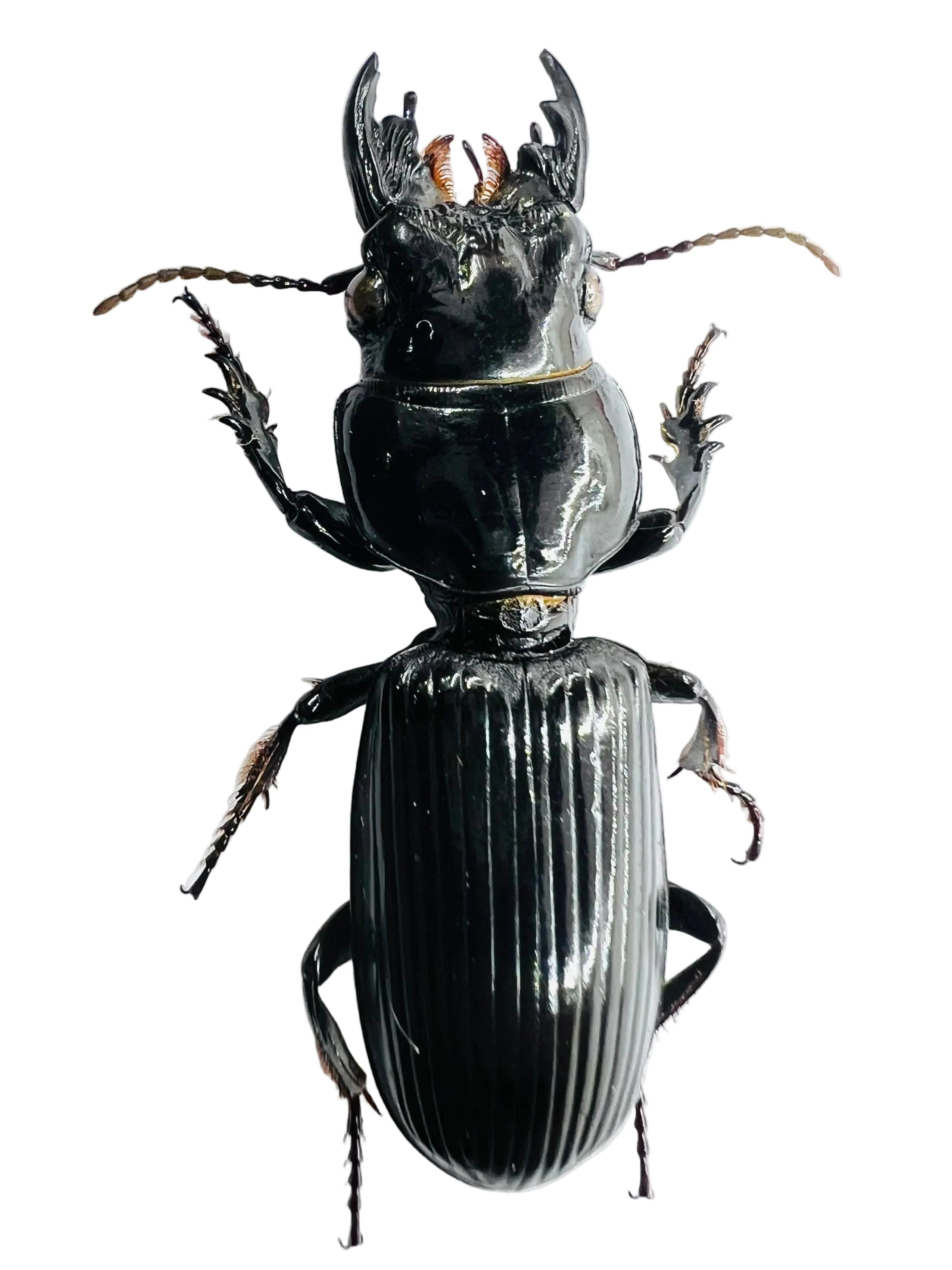 Scarites buparius