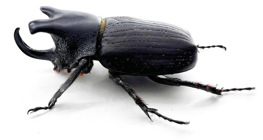Coelosis biloba