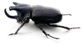 Coelosis biloba