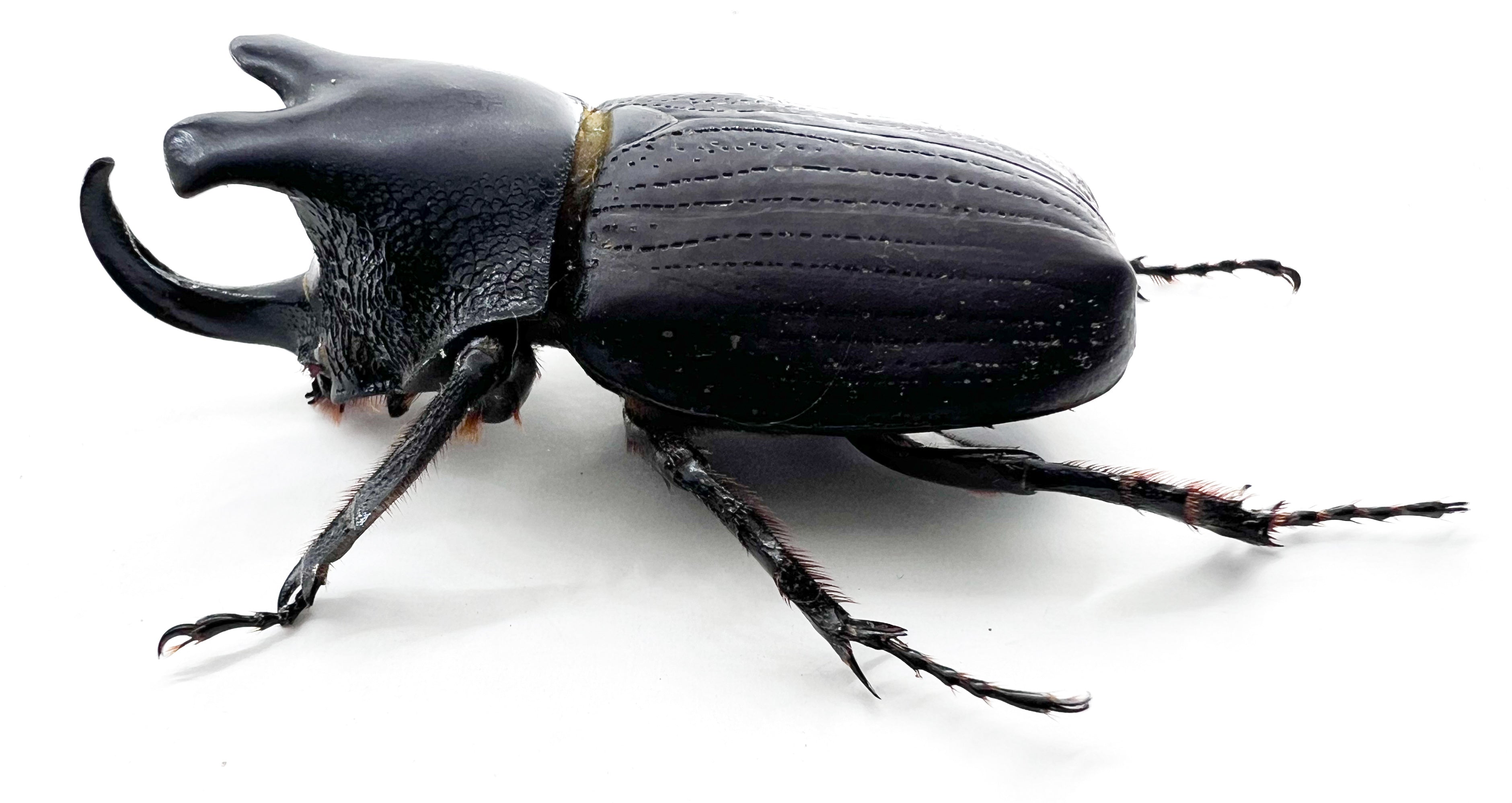 Coelosis biloba