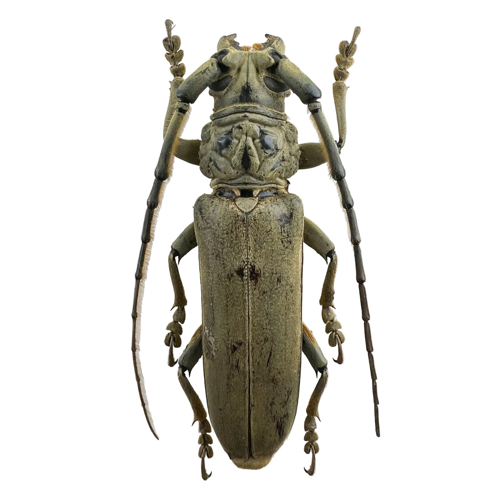 Criodion tuberculatum