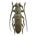 Criodion tuberculatum