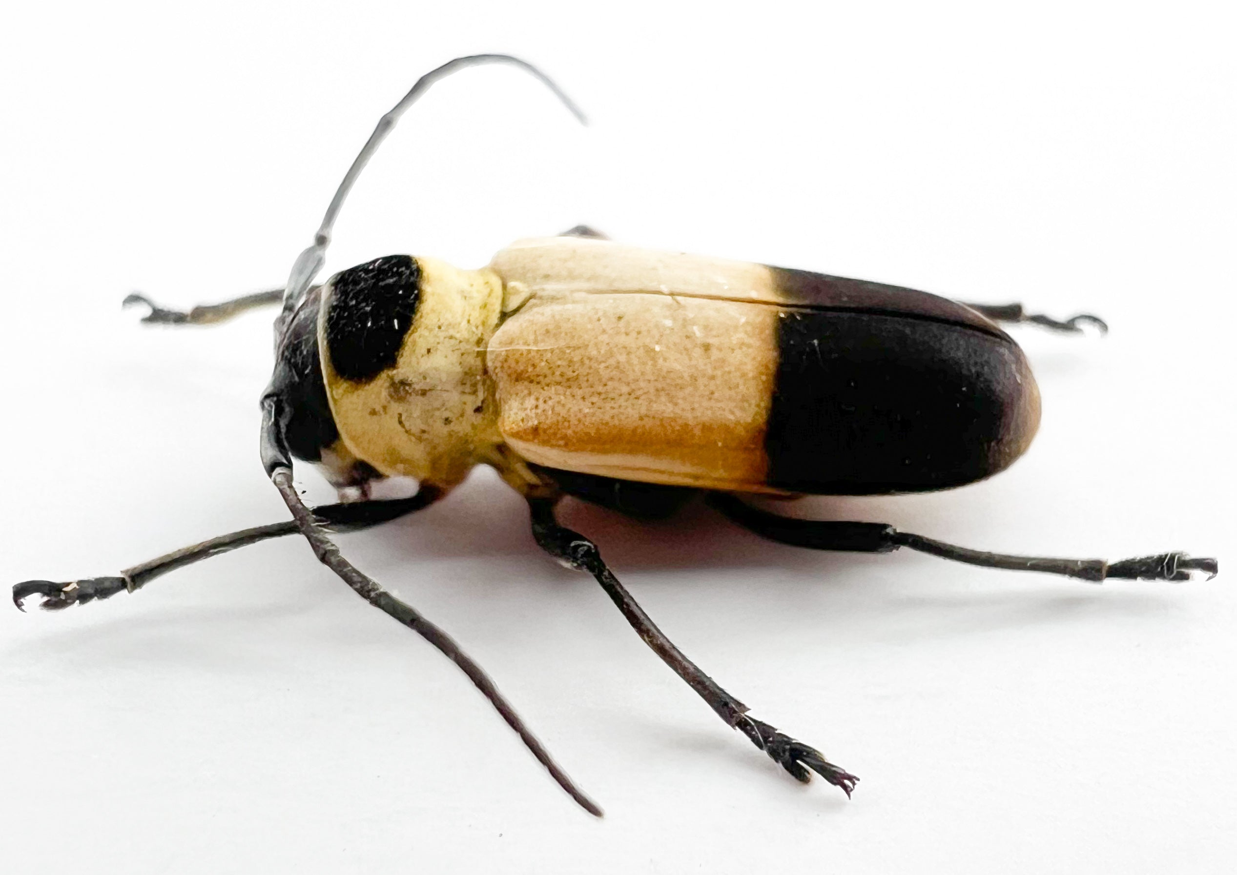 Quirimbaua castroi