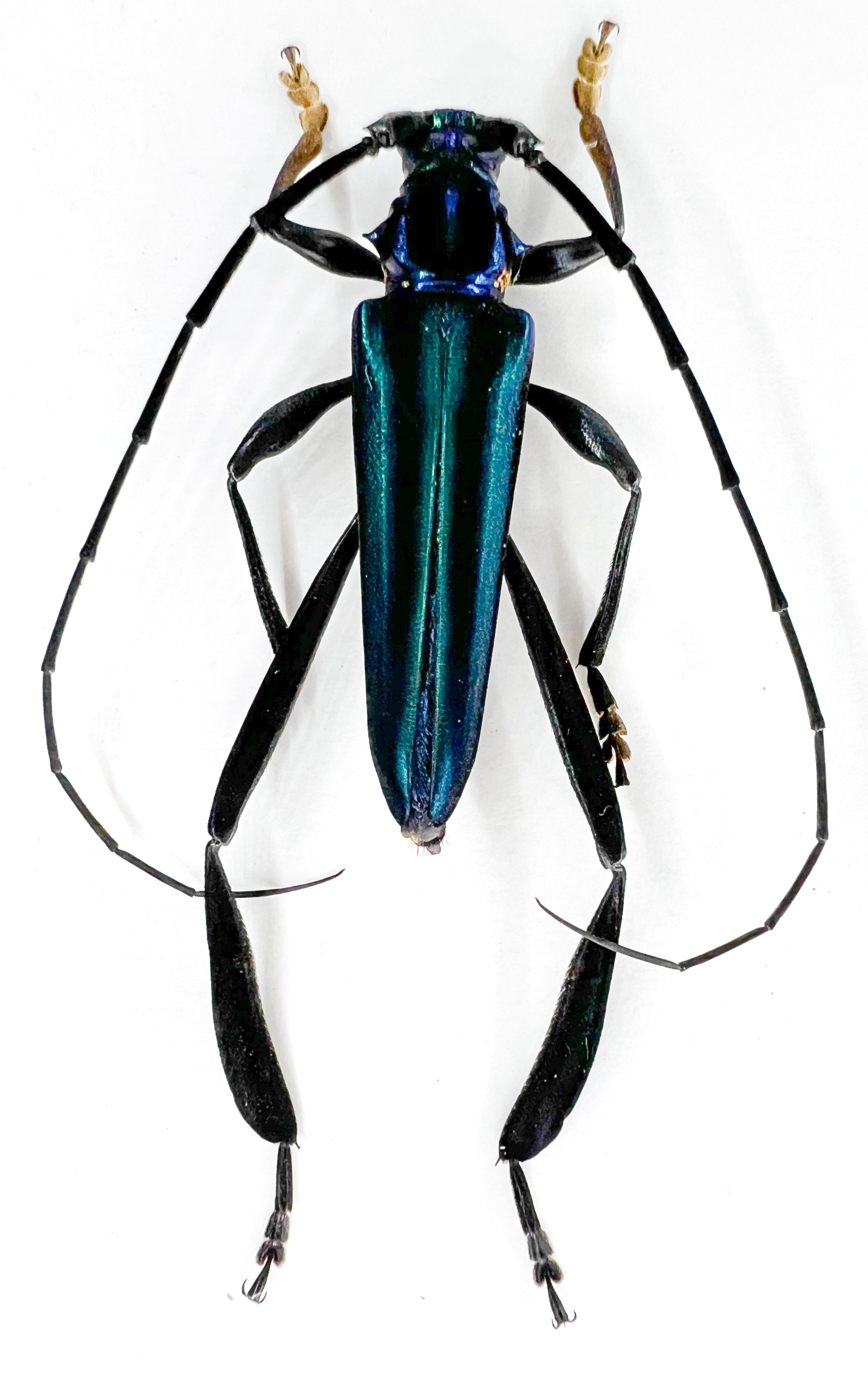 Callichroma velutinum