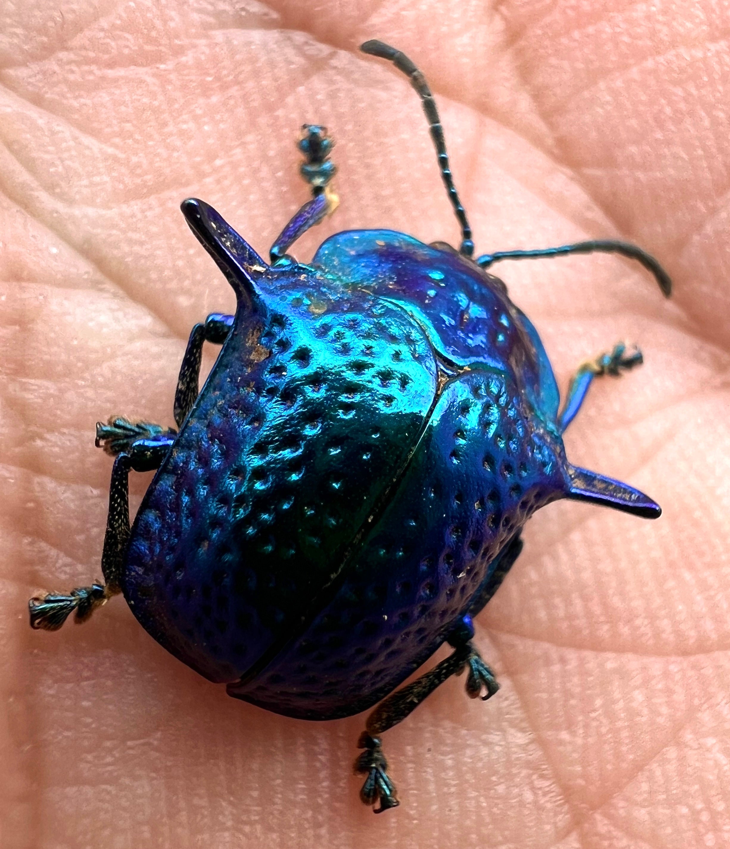 Omocerus Bicornis blue form