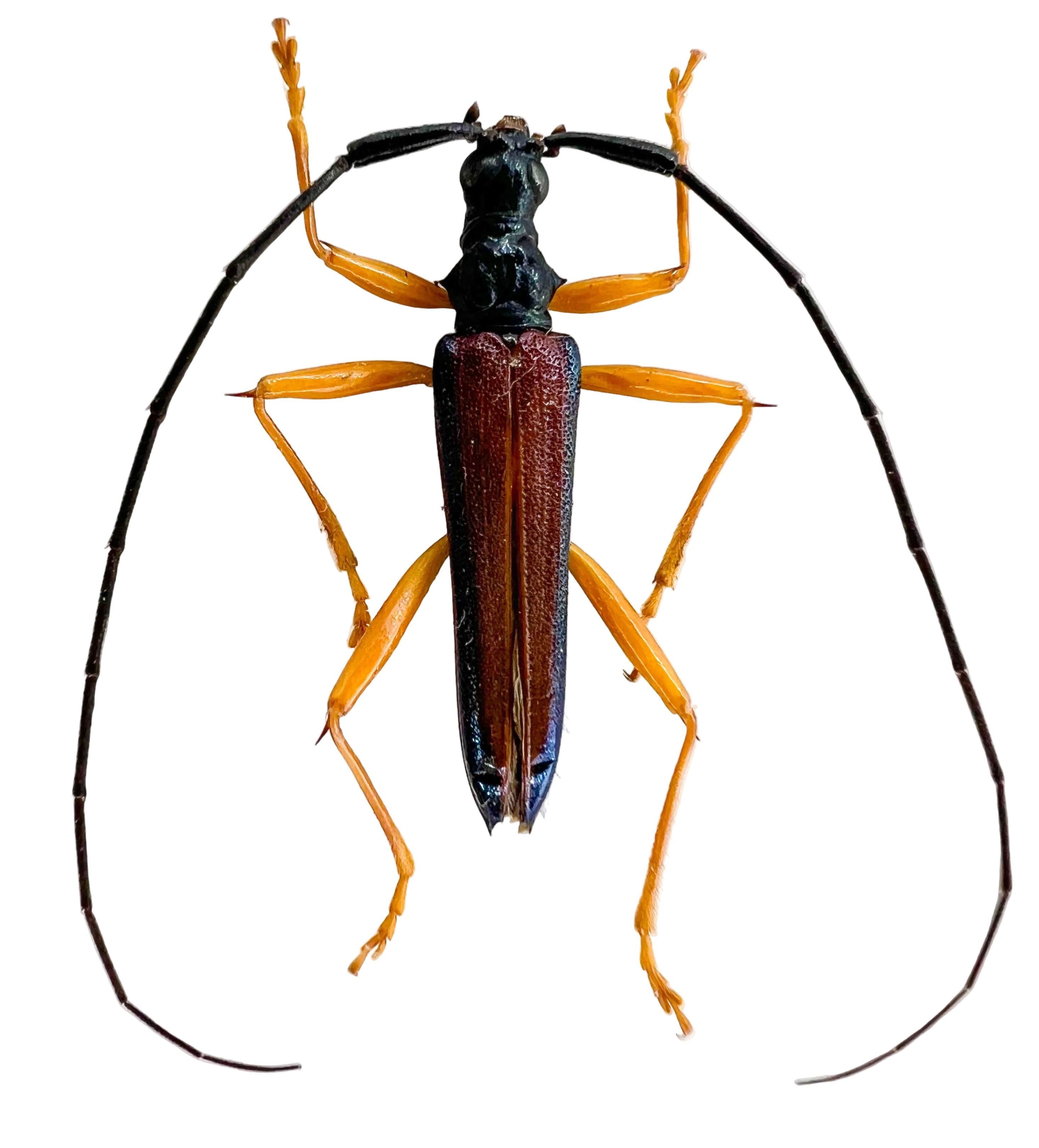 Disteniidae sp?