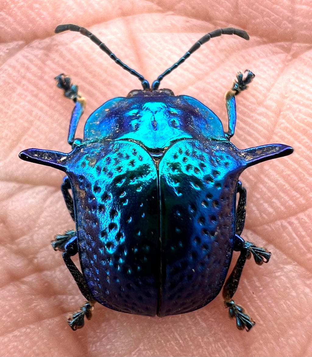 Omocerus Bicornis blue form