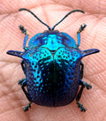 Omocerus Bicornis blue form