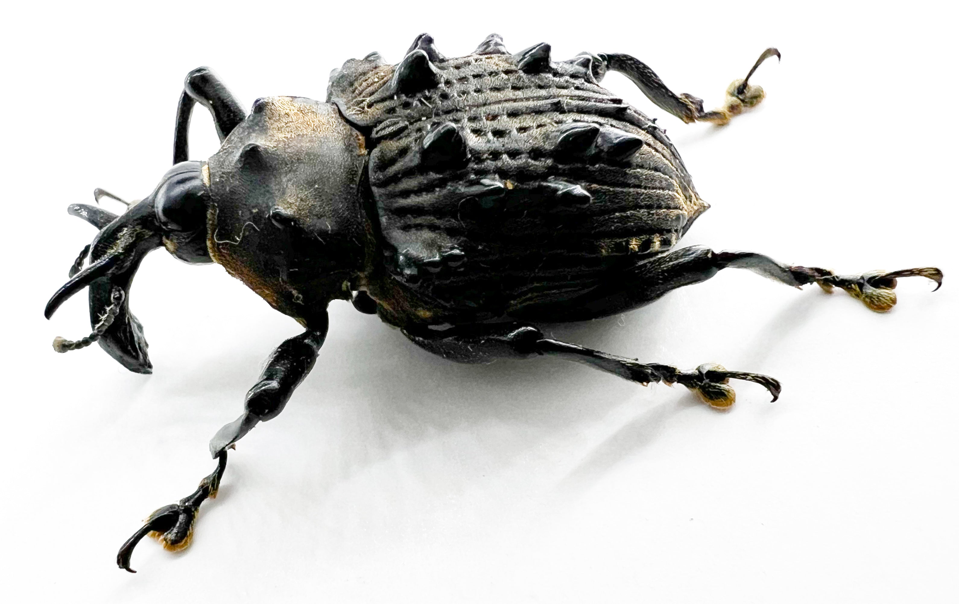 Cratosomus sp? Rare with broad spines
