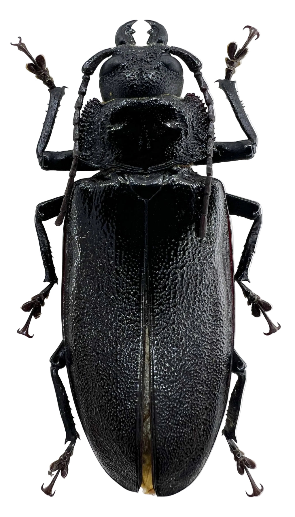 Physopleurus longiscapus female 76mm
