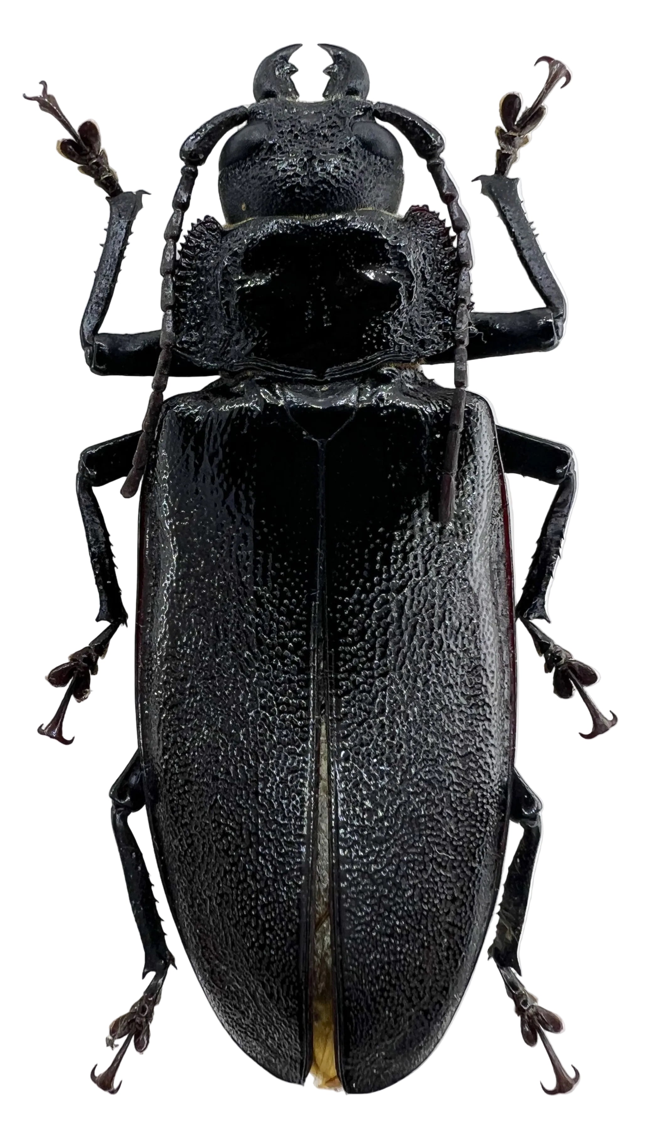 Physopleurus longiscapus female 76mm