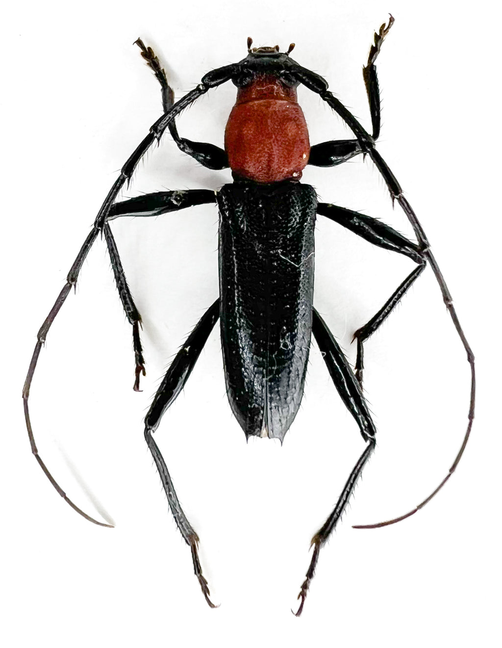 Clausirion bicolor