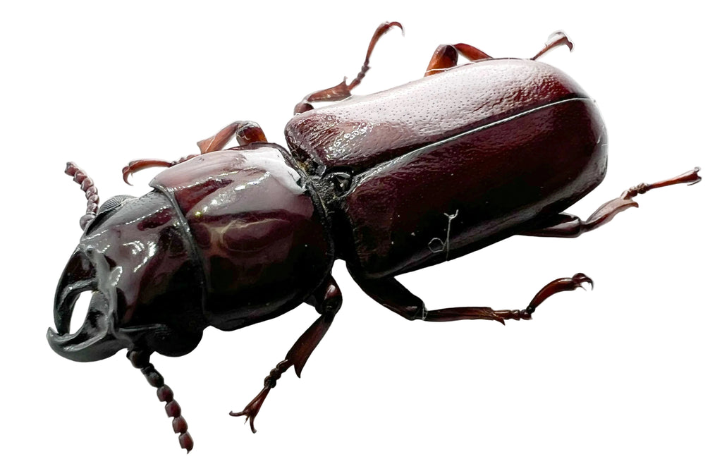 Parandrinae sp?