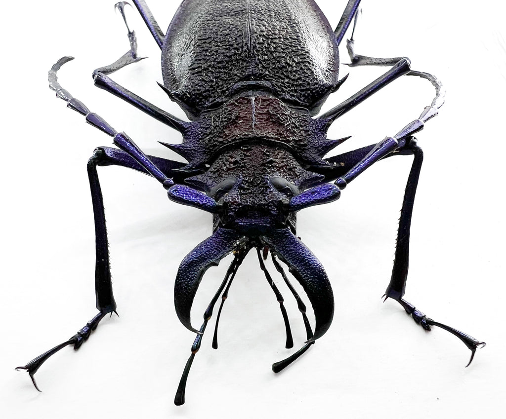 Psalidognathus superbus Purple form 55mm