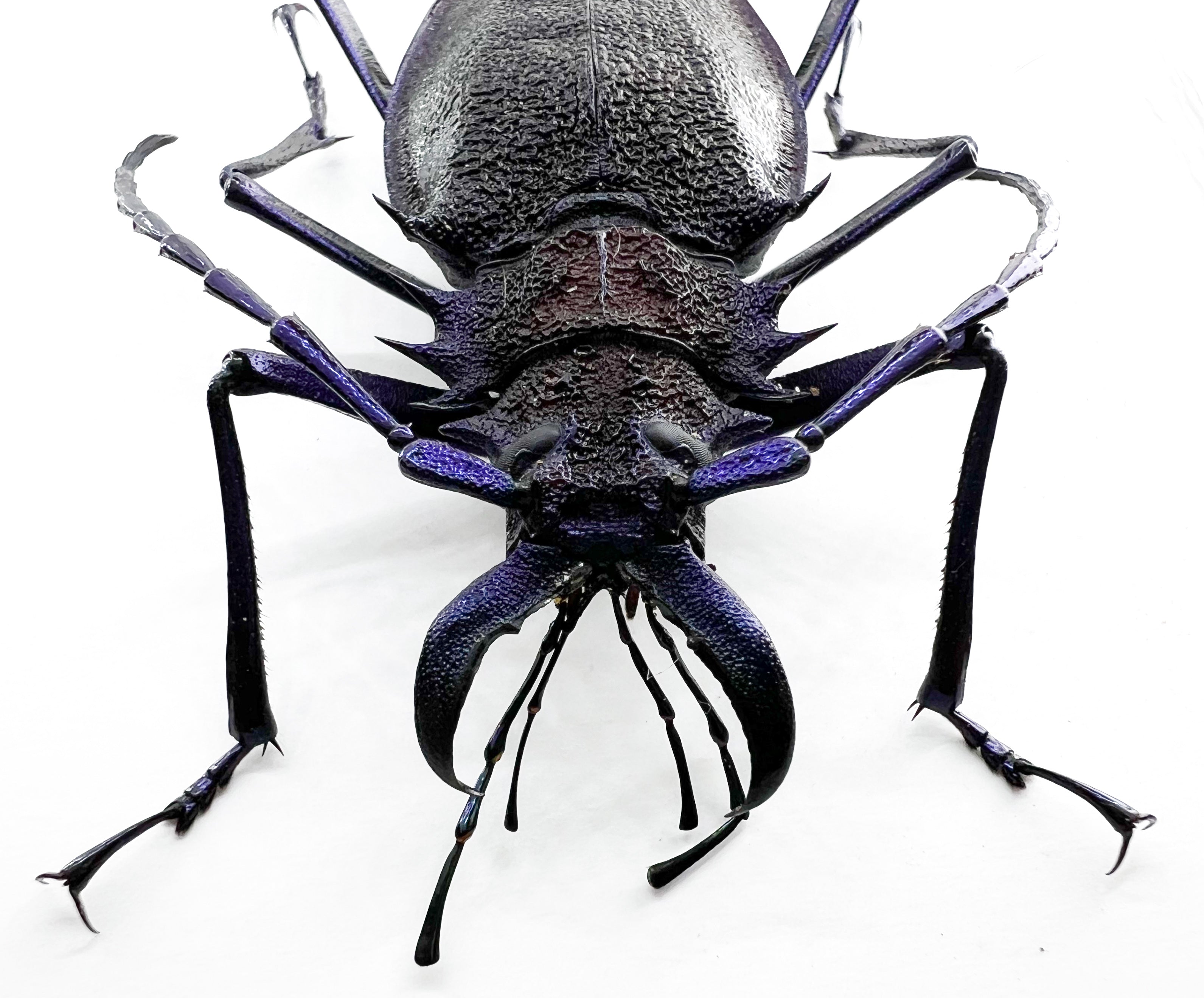Psalidognathus superbus Purple form 55mm