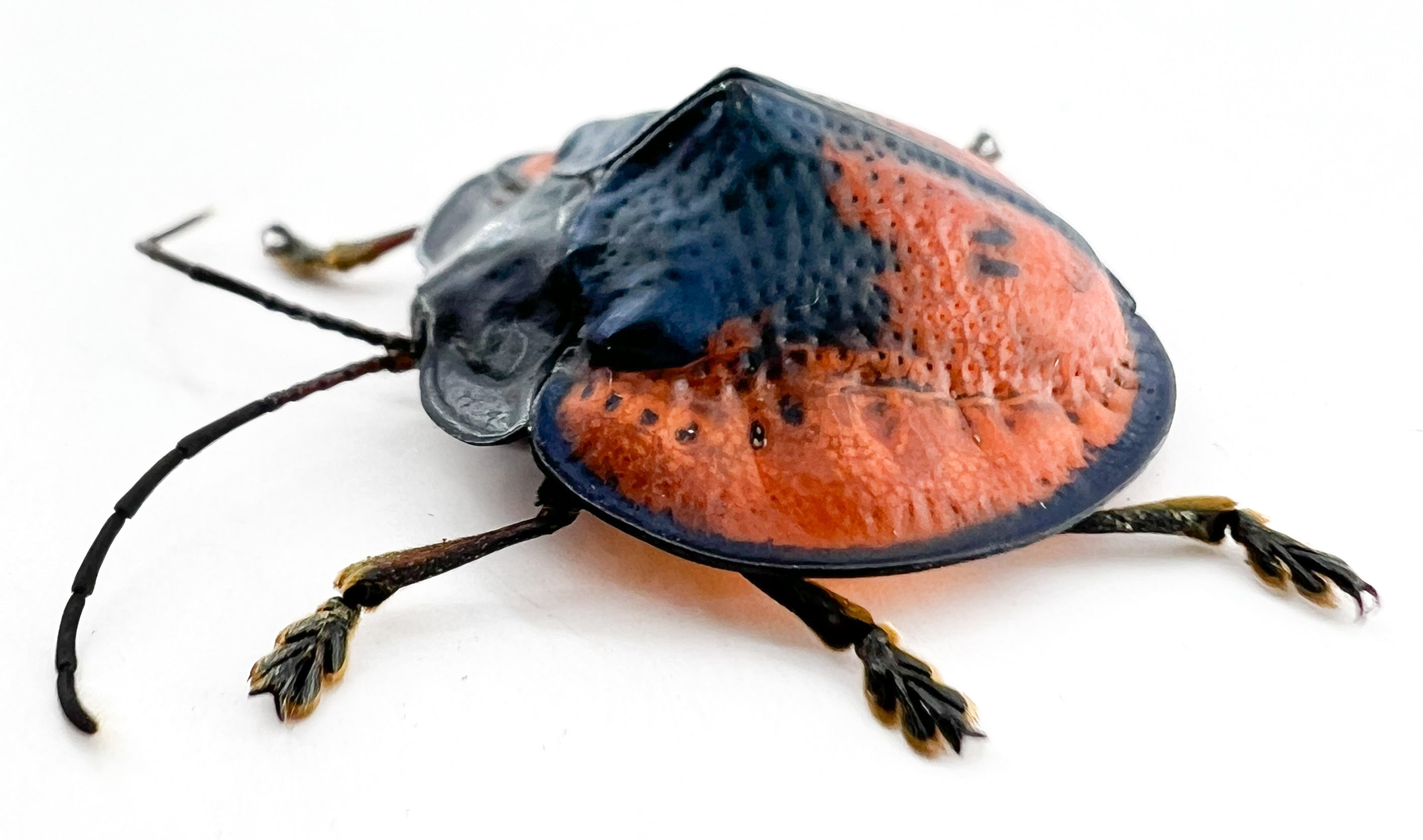Cyclosoma gloriosa