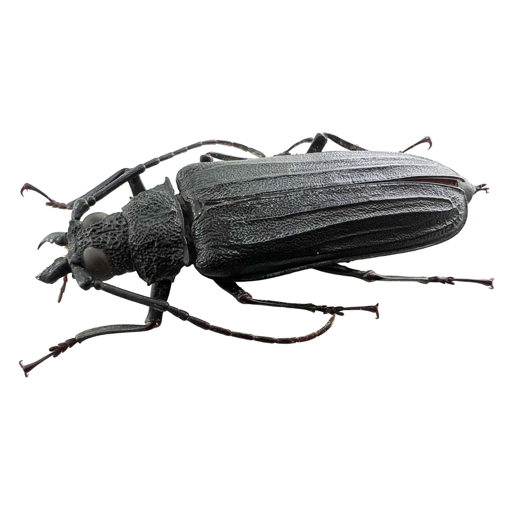 Stictosomus semicostatus female