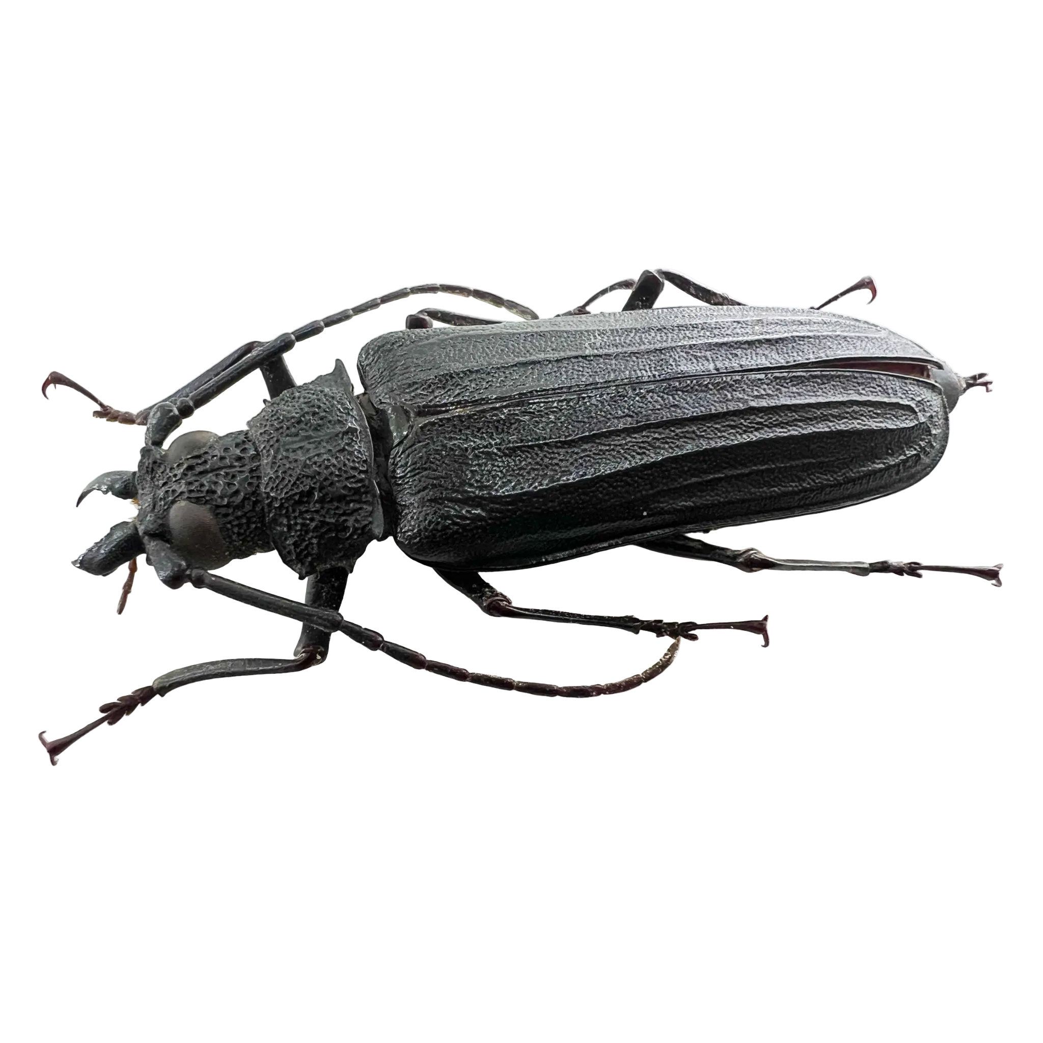 Stictosomus semicostatus female