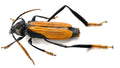 Polyschisis rufitarsalis