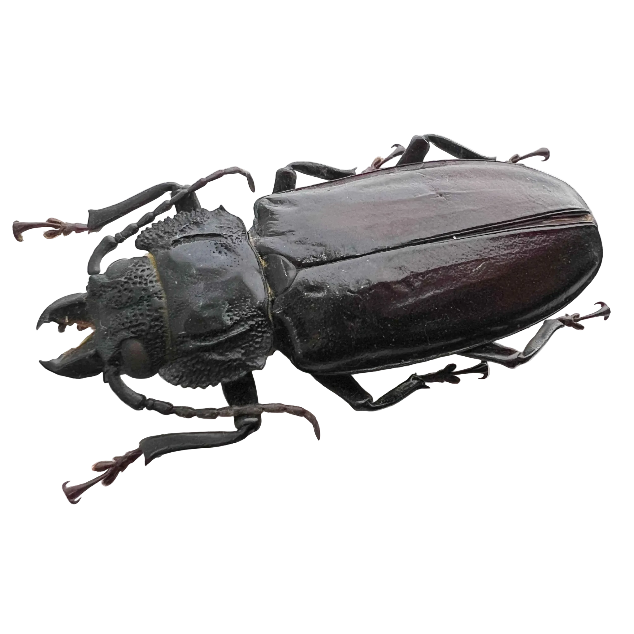 Mallodon spinibarbis female