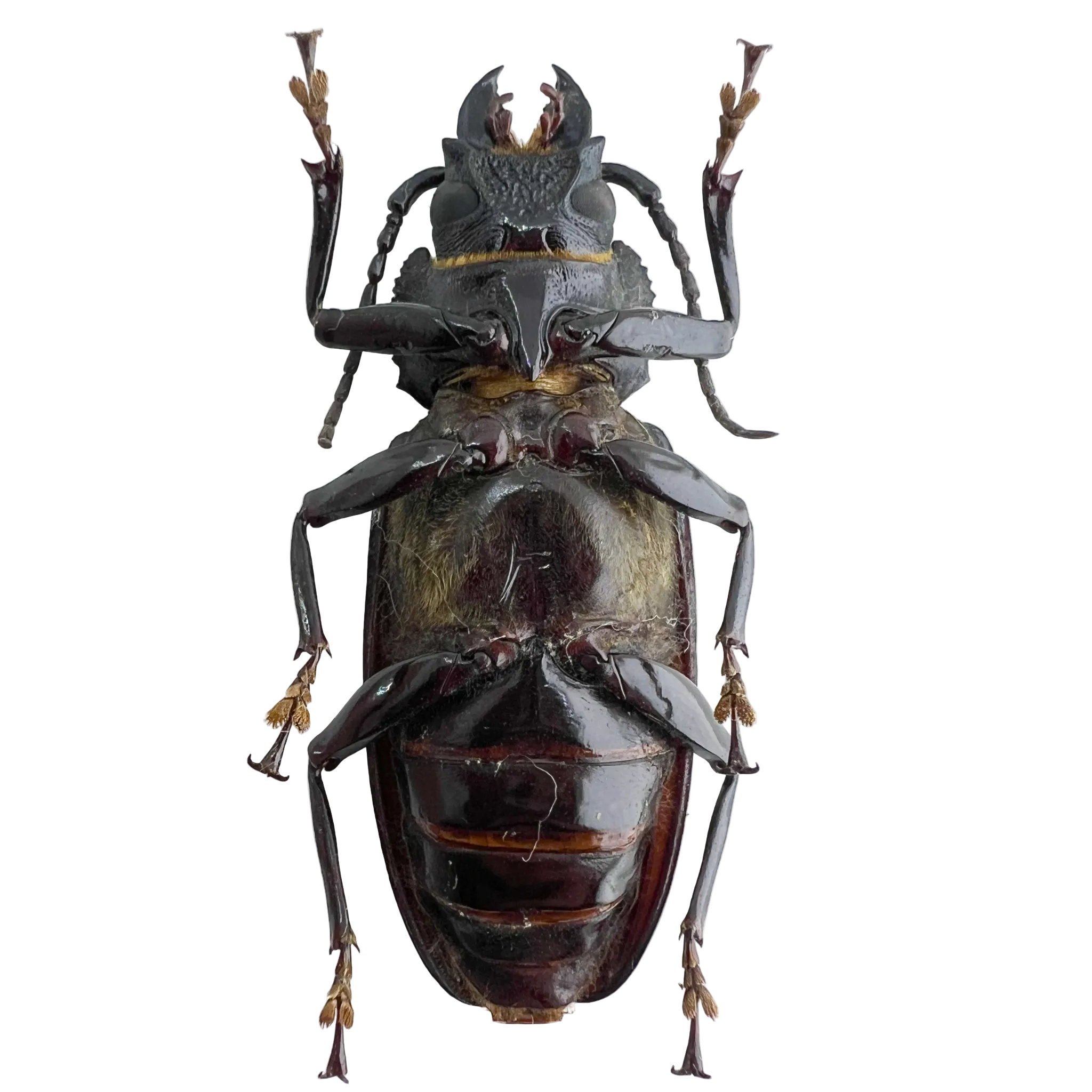 Mallodon spinibarbis female