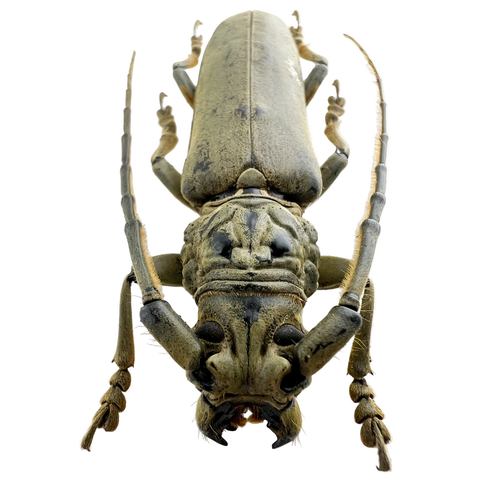 Criodion tuberculatum