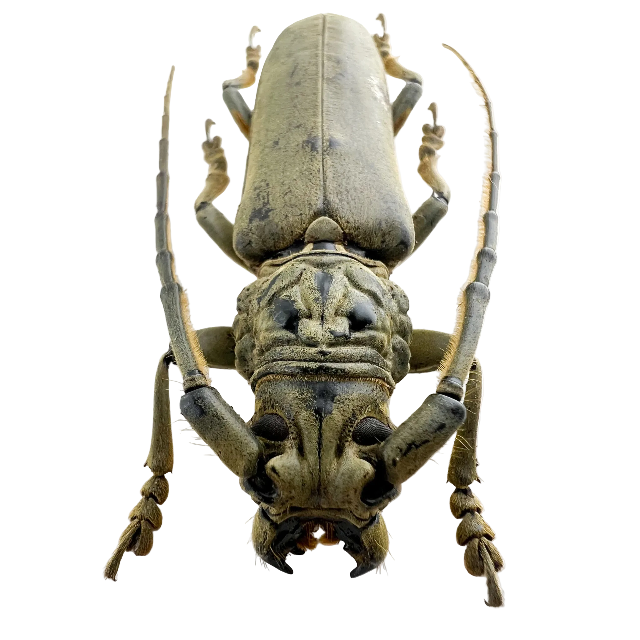 Criodion tuberculatum