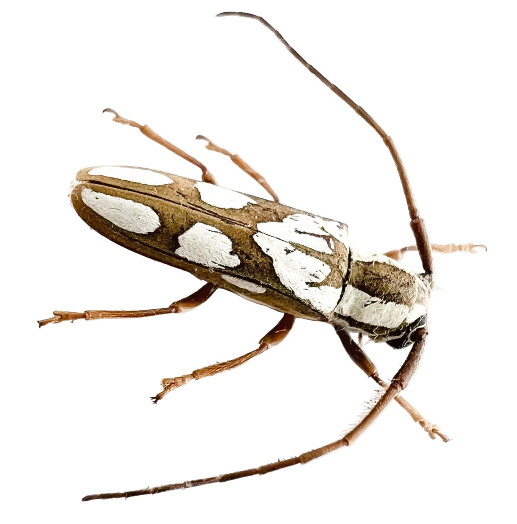 Adesmus turrialba