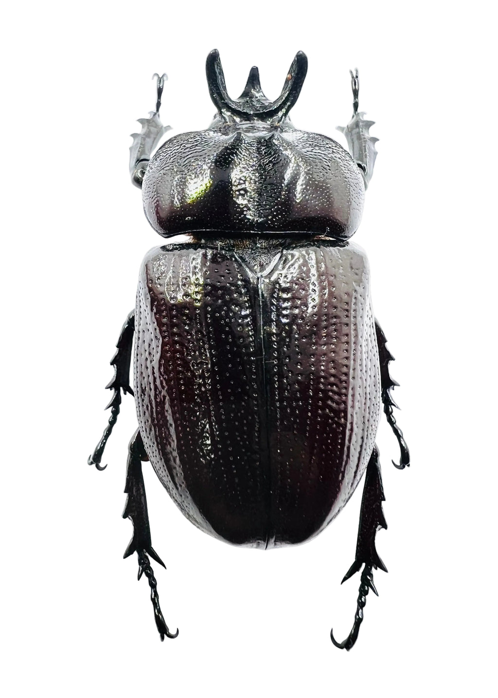 Homophileurus waldenfelsi