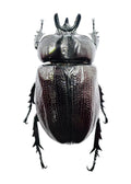 Homophileurus waldenfelsi
