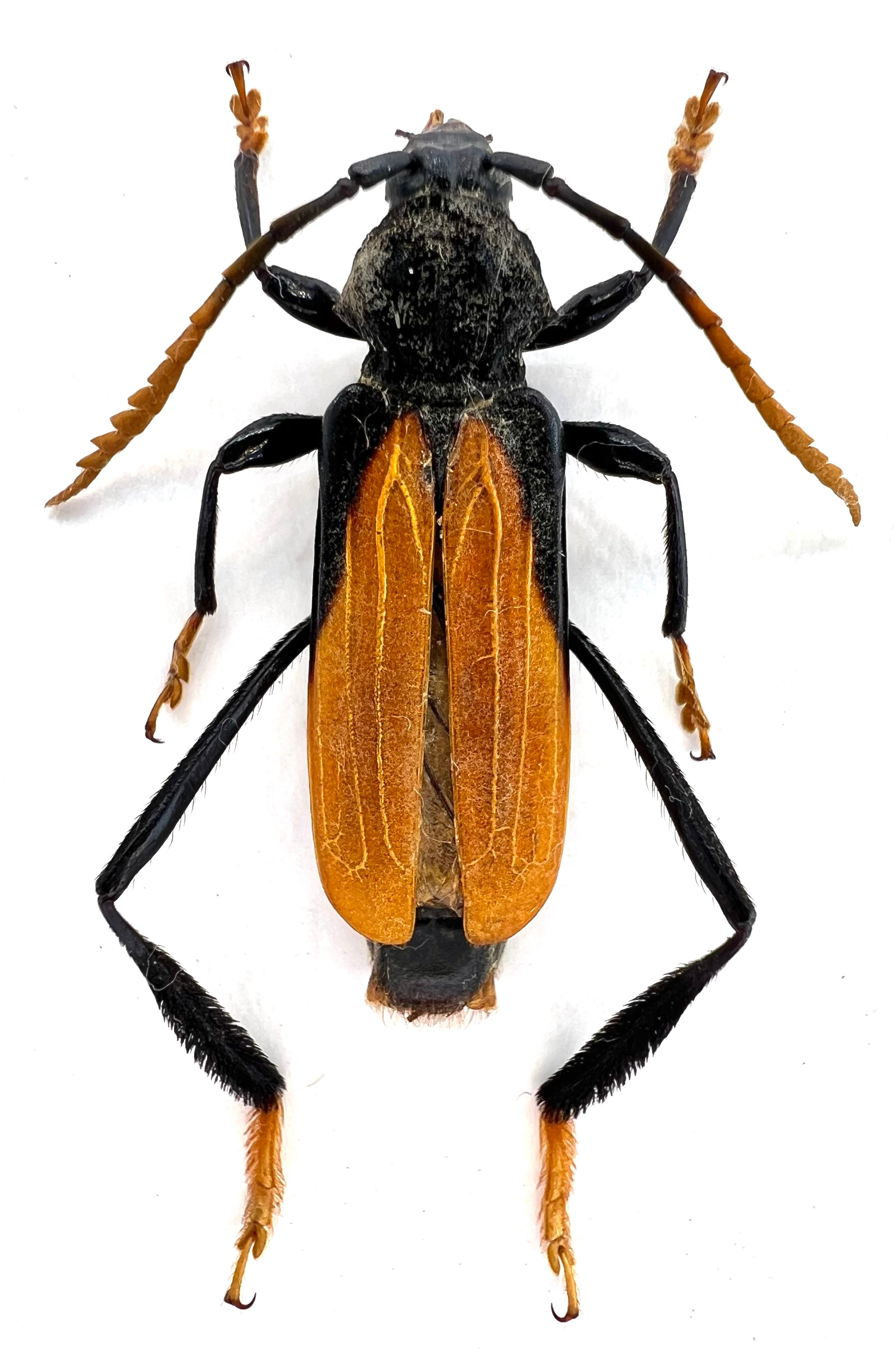 Polyschisis rufitarsalis