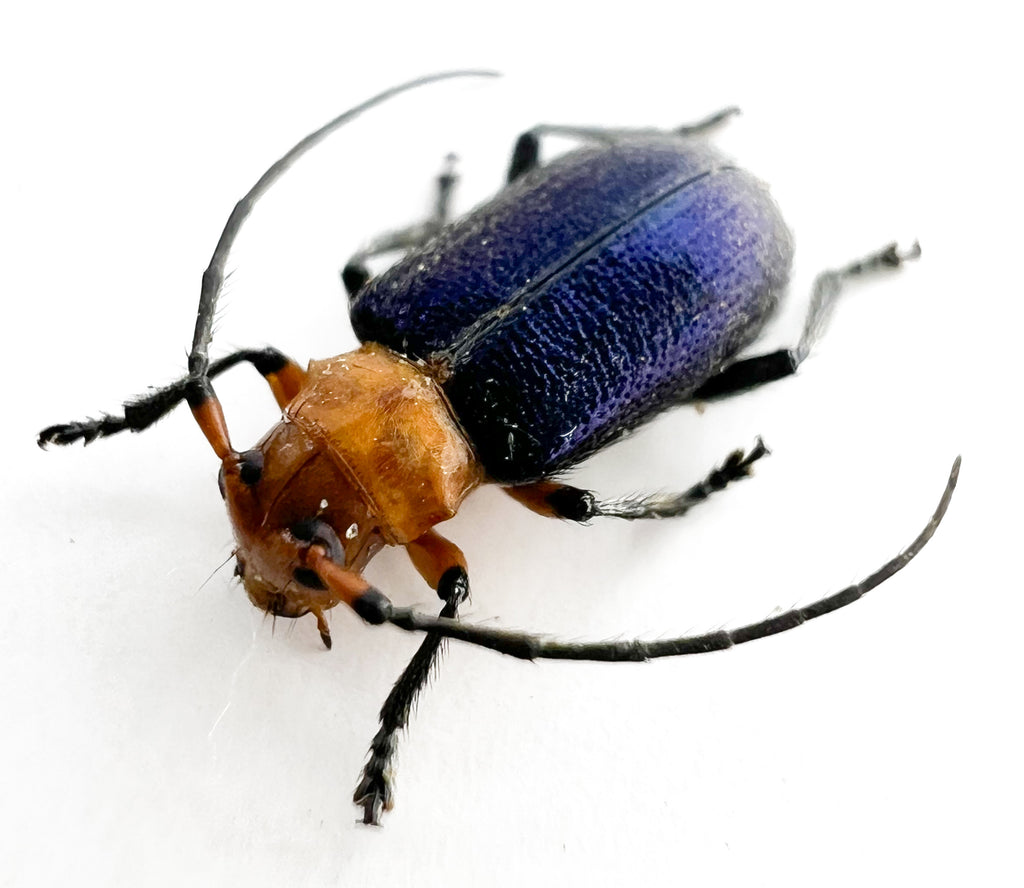 Callia criocerina