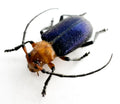 Callia criocerina