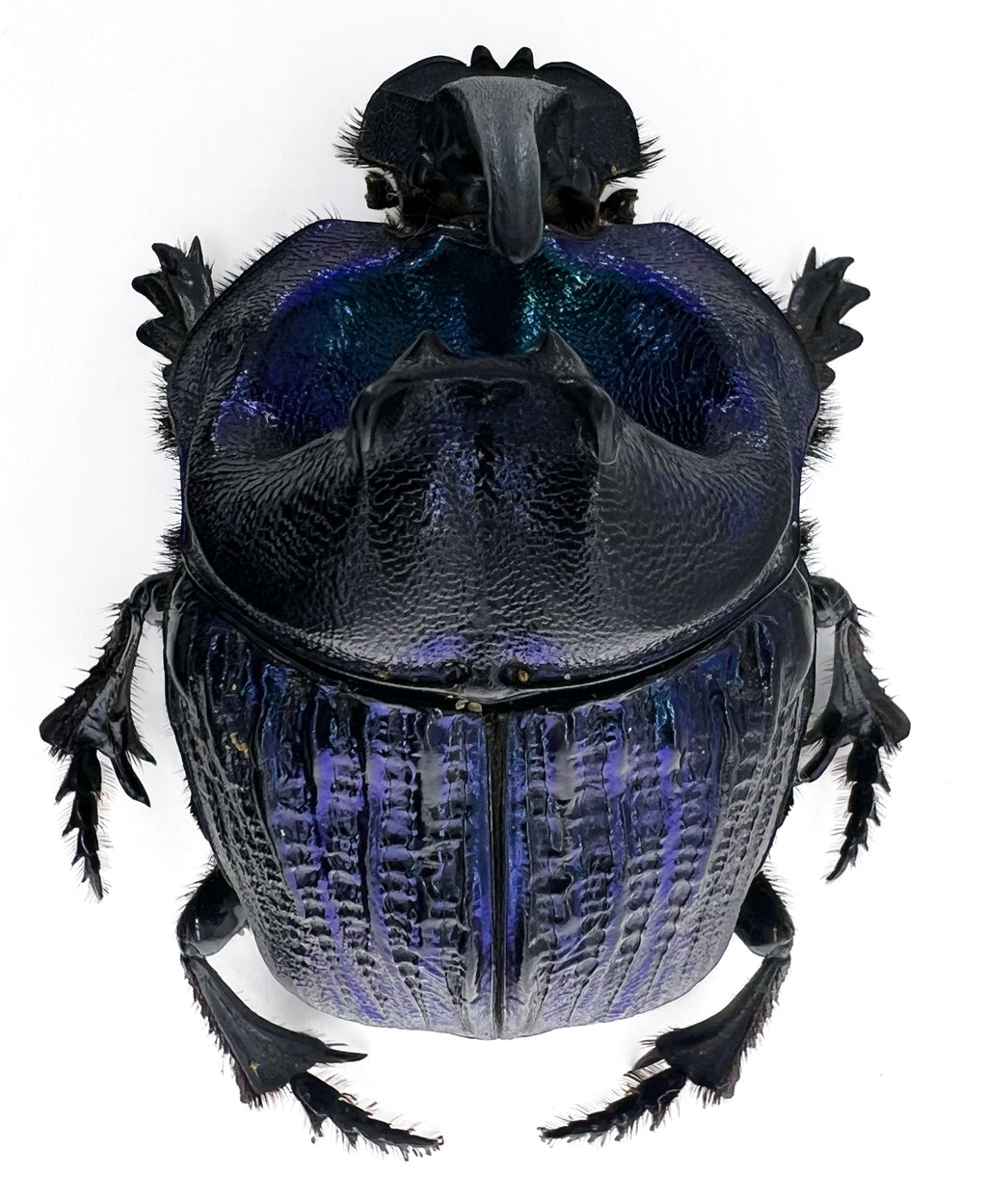 Coprophanaeus lancifer 50mm