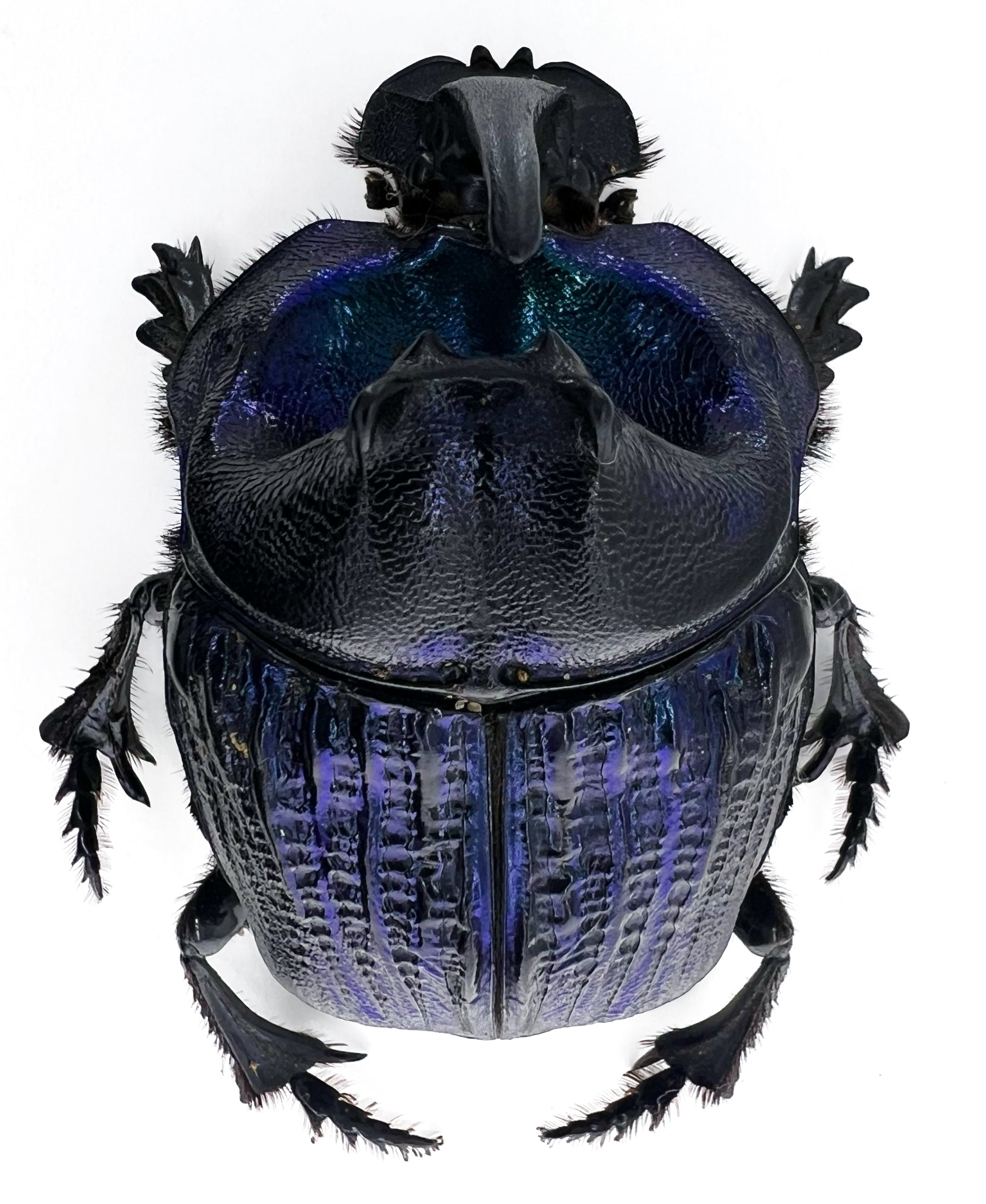 Coprophanaeus lancifer 50mm